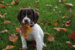 English Springer Spaniels