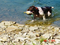 English Springer Spaniels