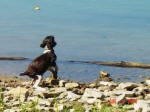 English Springer Spaniels