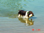 English Springer Spaniels