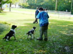 English Springer Spaniels hunt