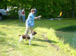 English Springer Spaniels hunt