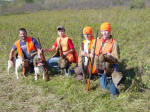 English Springer Spaniels hunt