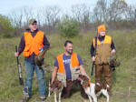 English Springer Spaniels hunt