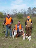 English Springer Spaniels hunt