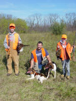 English Springer Spaniels hunt