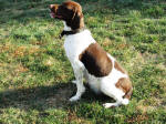 English Springer Spaniels