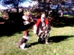 English Springer Spaniels hunt