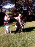 English Springer Spaniels hunt