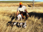 Ohio English Springer Spaniels