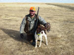 English Springer Spaniels