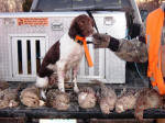 Taffy English Springer Spaniels