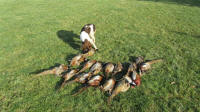 English Springer Spaniels hunt