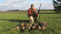 English Springer Spaniels hunt