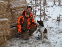 English Springer Spaniels hunt