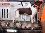 Ohio English Springer Spaniels