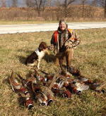 Taffy English Springer Spaniels