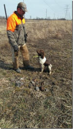 Taffy English Springer Spaniels