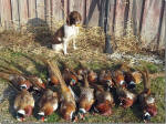 English Springer Spaniels