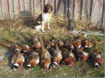 Taffy English Springer Spaniels