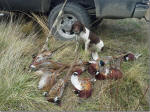 English Springer Spaniels