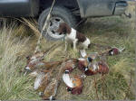 Taffy English Springer Spaniels