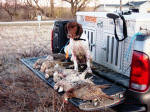 English Springer Spaniels Hunting