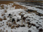 English Springer Spaniels