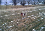 Taffy English Springer Spaniels