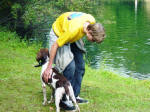 English Springer Spaniels hunt