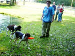 English Springer Spaniels hunt