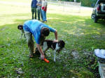 English Springer Spaniels hunt