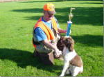 English Springer Spaniels ohio