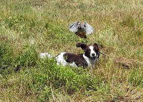 Dakota Springer in South Dakota