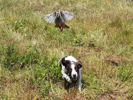 Dakota Springer in South Dakota