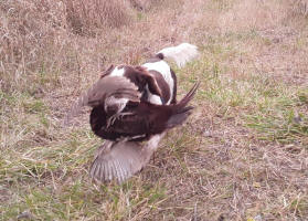 Dakota Springer in South Dakota