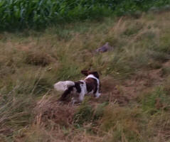 Dakota Springer in South Dakota