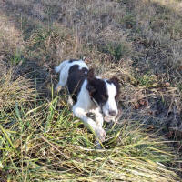 Dakota Springer in South Dakota