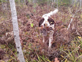 Dakota Springer in South Dakota