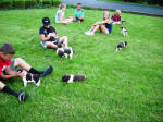 English Springer Spaniels hunt