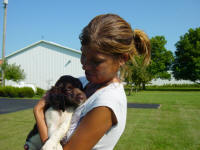 Ohio English Springer Spaniels puppies