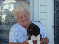 English Springer Spaniels puppies in ohio