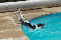 Raylan's first dive into the pool