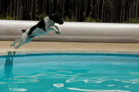 a couple weeks after his first dive into the pool