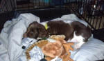 Ohio English Springer Spaniels puppies