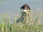 Ohio English Springer Spaniels puppies