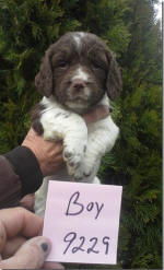 Springer Pup