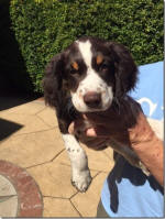 Springer Pup