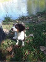 Springer Pup