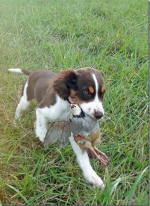 Springer Pup